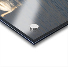 Toronto Lakefront Swans Acrylic print