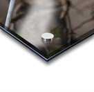 McLaughlin Bay Wildlife Reserve Chickadee Acrylic print