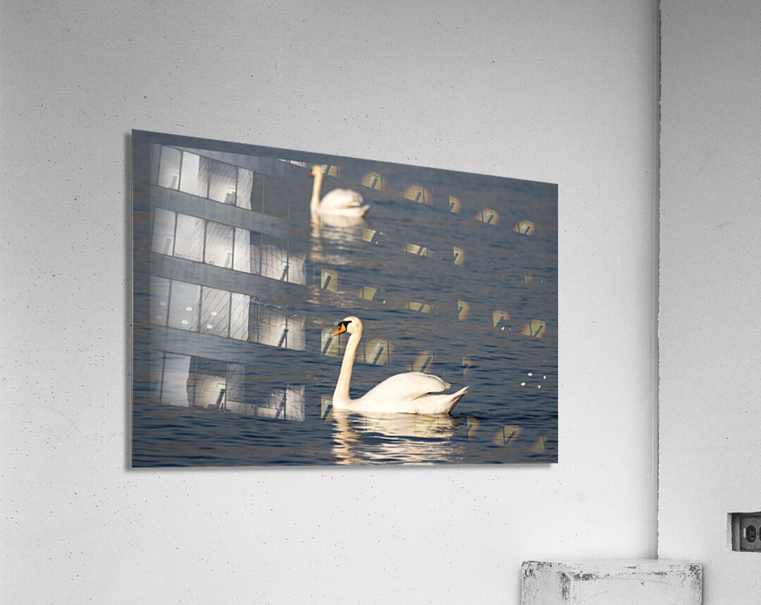 Toronto Lakefront Swans Acrylic Print