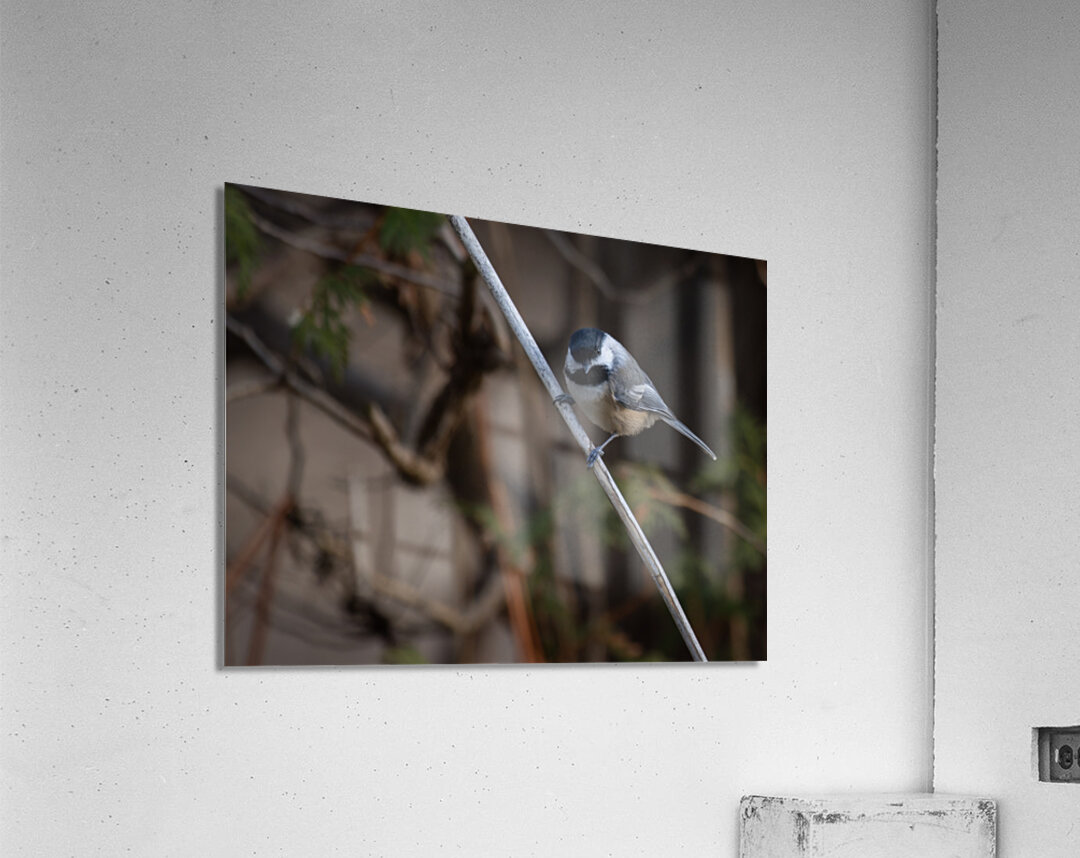 McLaughlin Bay Wildlife Reserve Chickadee Acrylic Print