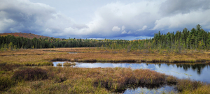 Algonquin Spruce Bog Boardwalk