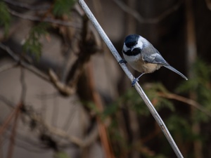 McLaughlin Bay Wildlife Reserve Chickadee