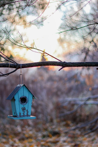 McLaughlin Bay Wildlife Reserve   birdhouse