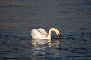 Toronto Lakefront Swan