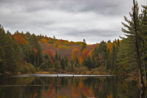 Algonquin Centenial Ridges 4 by Roy Hicks Photography