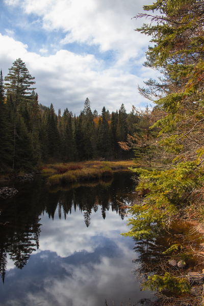Algonquin Track and Tower by Roy Hicks Photography