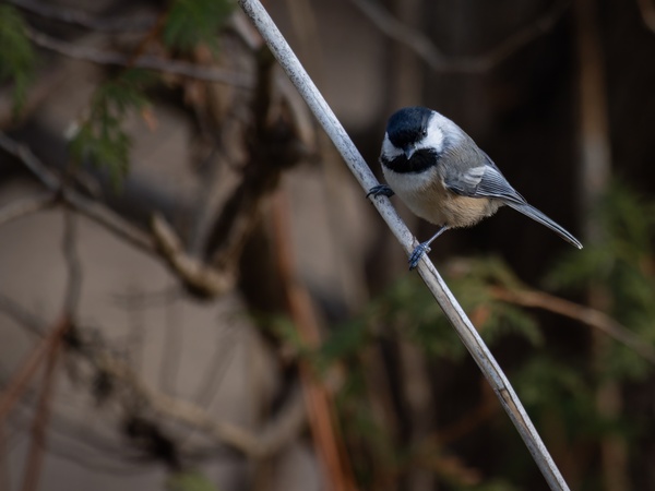 McLaughlin Bay Wildlife Reserve Chickadee by Roy Hicks Photography