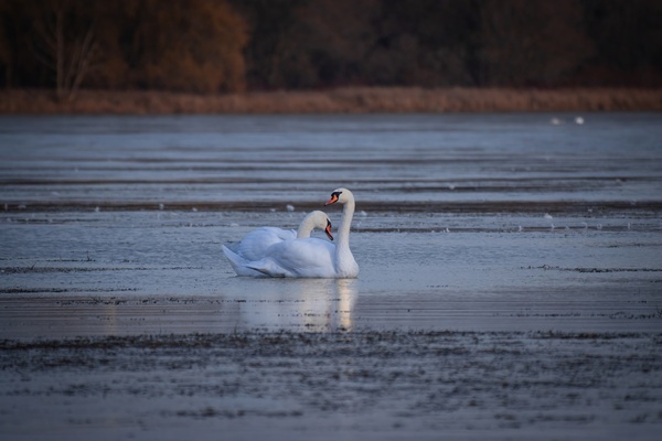 McLaughlin Bay Wildlife Reserve Swans by Roy Hicks Photography