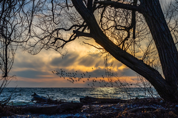 McLaughlin Bay Wildlife Reserve lake birds by Roy Hicks Photography