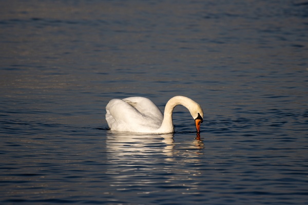 Toronto Lakefront Swan by Roy Hicks Photography