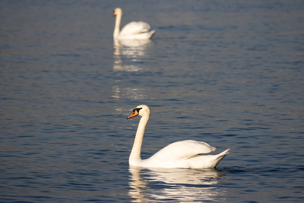 Toronto Lakefront Swans by Roy Hicks Photography