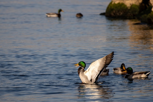 Toronto Lakefront Ducks by Roy Hicks Photography