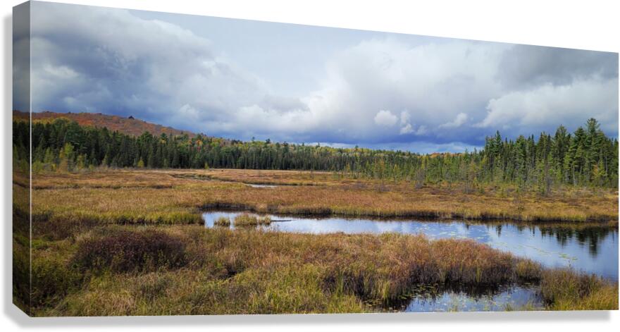 Algonquin Spruce Bog Boardwalk Canvas Print