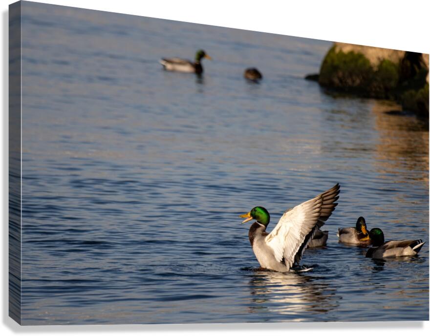 Toronto Lakefront Ducks Canvas Print