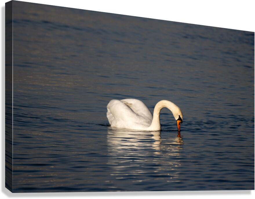 Toronto Lakefront Swan Canvas Print