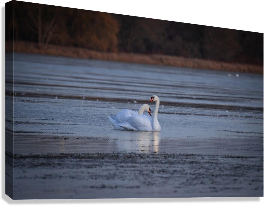 McLaughlin Bay Wildlife Reserve Swans Canvas Print