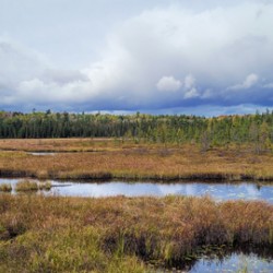 Algonquin Spruce Bog Boardwalk