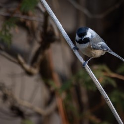 McLaughlin Bay Wildlife Reserve Chickadee