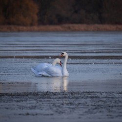 McLaughlin Bay Wildlife Reserve Swans