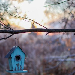 McLaughlin Bay Wildlife Reserve   birdhouse