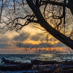 McLaughlin Bay Wildlife Reserve lake birds