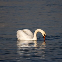 Toronto Lakefront Swan