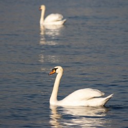 Toronto Lakefront Swans