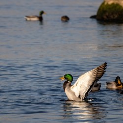 Toronto Lakefront Ducks