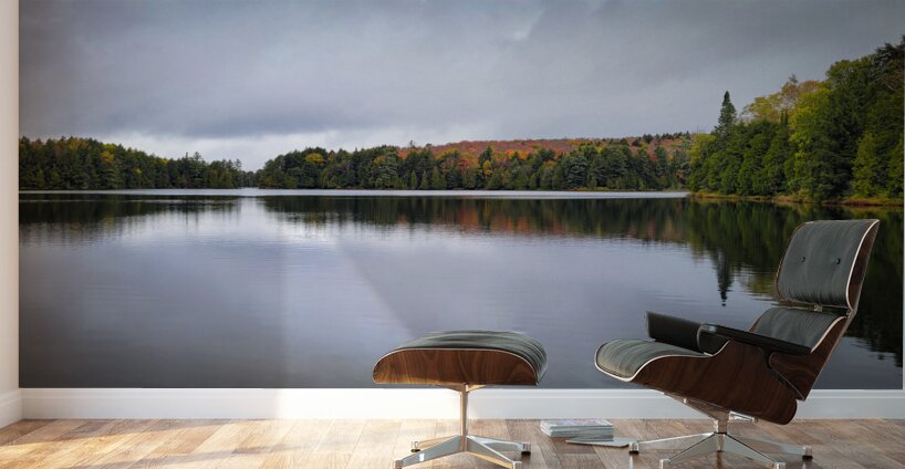 Limberlost Forest Solitaire Trail Wall Murals