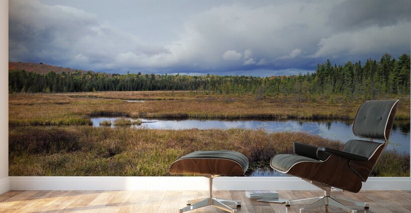 Algonquin Spruce Bog Boardwalk Wall Murals