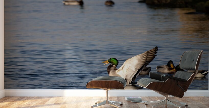Toronto Lakefront Ducks Wall Murals
