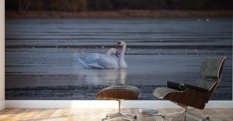 McLaughlin Bay Wildlife Reserve Swans Wall Murals