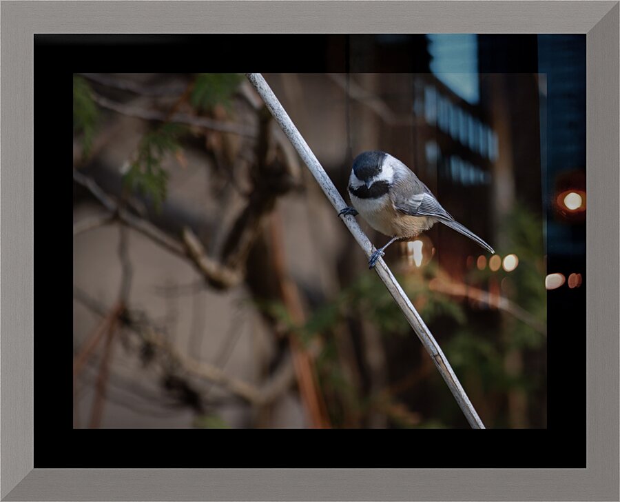 McLaughlin Bay Wildlife Reserve Chickadee Picture Frame print