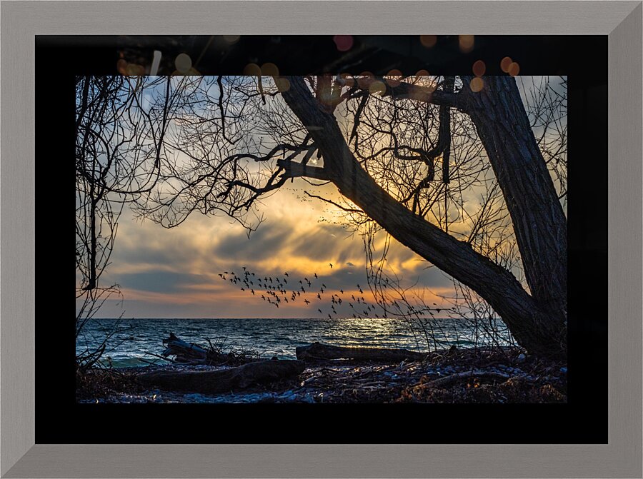McLaughlin Bay Wildlife Reserve lake birds Picture Frame print