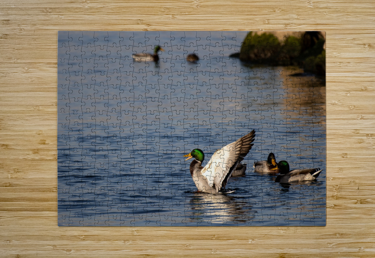 Toronto Lakefront Ducks Roy Hicks Photography Puzzle printing