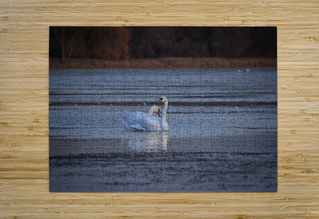 McLaughlin Bay Wildlife Reserve Swans Roy Hicks Photography Puzzle printing