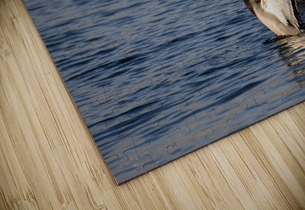 Toronto Lakefront Ducks Roy Hicks Photography Puzzle