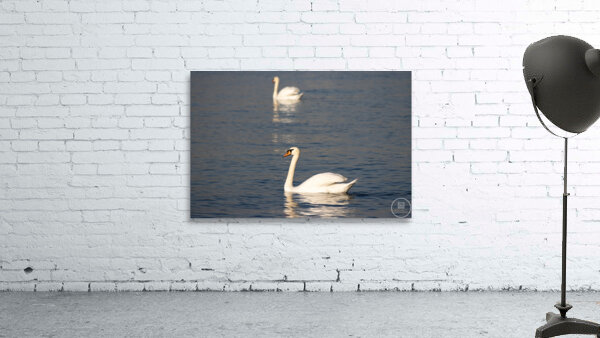 Toronto Lakefront Swans Wall Preview
