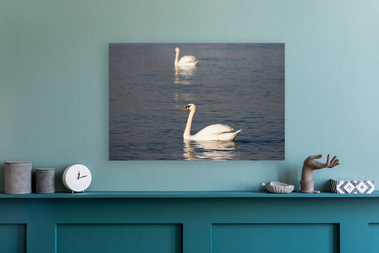 Toronto Lakefront Swans Reproduction