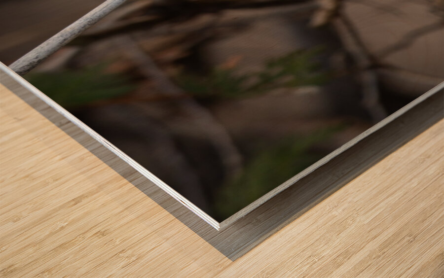 McLaughlin Bay Wildlife Reserve Chickadee Wood print